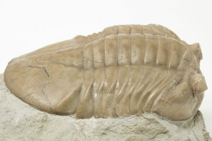 Asaphus Plautini Trilobite Fossil - Russia #200465